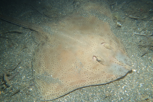 Photo of Blonde ray (Raja brachyura)