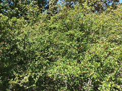 Cercocarpus betuloides betuloides