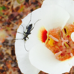 Anastrangalia laetifica