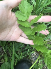 Pastinaca