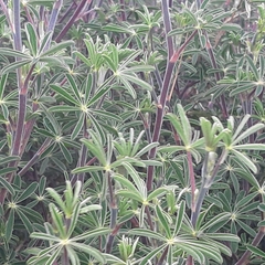 Lupinus bogotensis