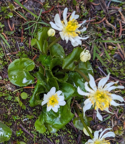 Image of Caltha biflora by (c) John A Haskins, some rights reserved (CC BY)