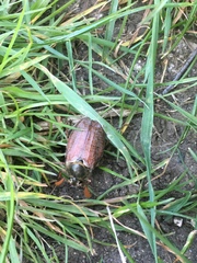Melolontha melolontha