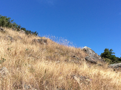 Calamagrostis ophitidis