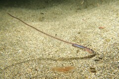 Pearlfish photo 4