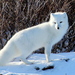 Arctic Fox - Photo (c) Emma, some rights reserved (CC BY)