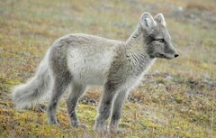 Arctic Fox photo 3