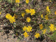 Pentachaeta aurea aurea