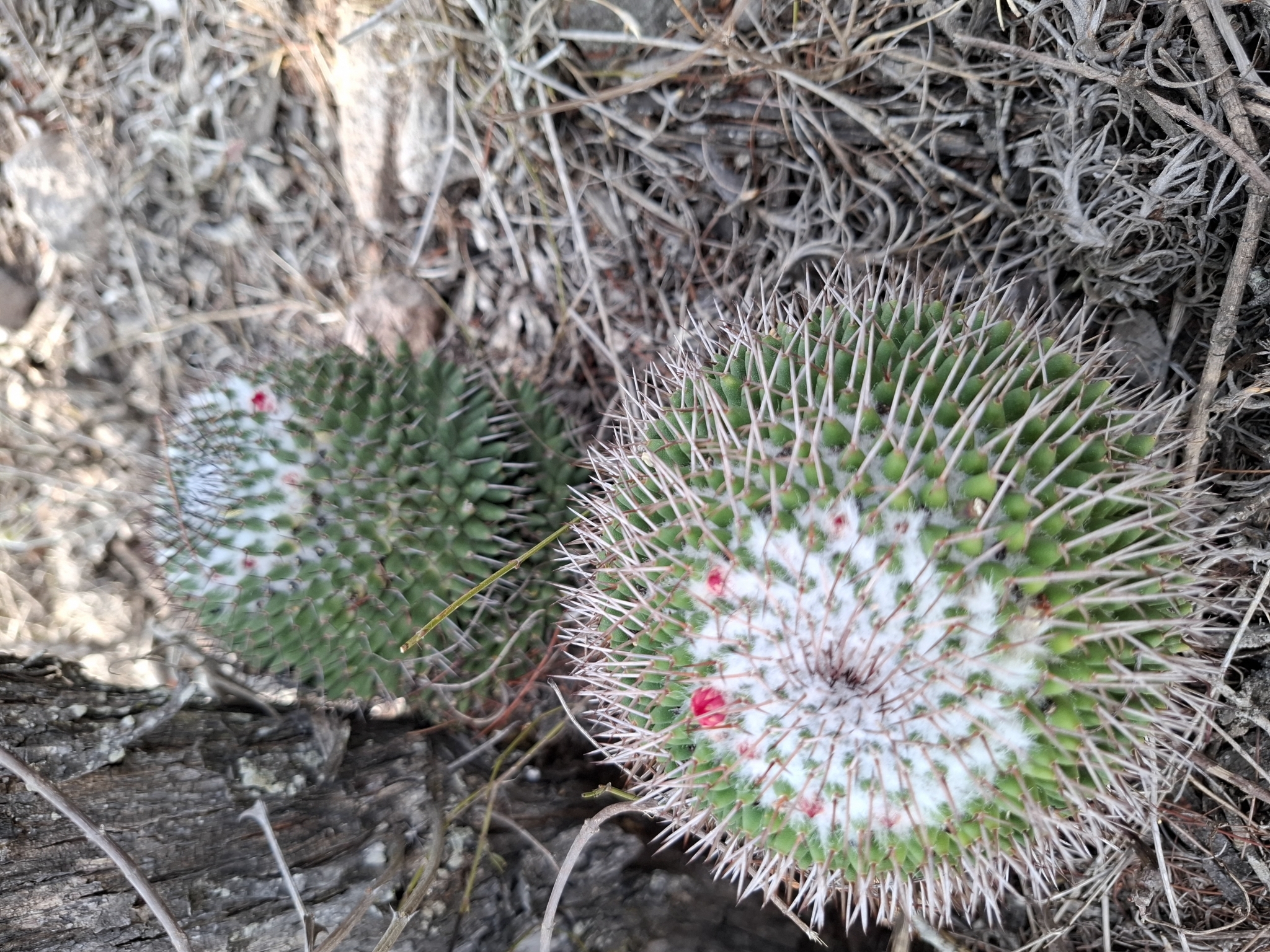 Imagem de Mammillaria polythele é conhecida como "cacto-mamilo"