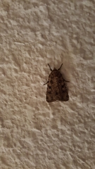 Amphipyra effusa