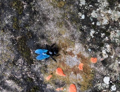 Xylocopa