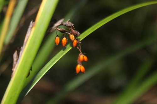 Image of Gahnia pauciflora by (c) Joe Dillon, some rights reserved (CC BY)
