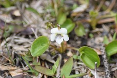 Viola renifolia