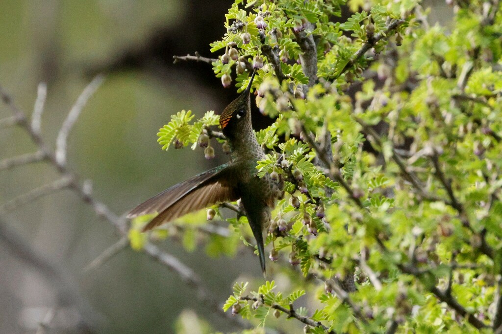 Green-backed Firecrown
