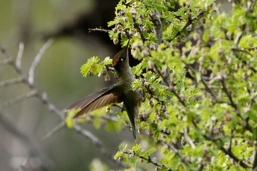 Green-backed Firecrown