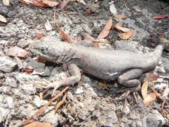 Tropidurus azurduyae