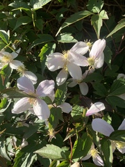 Clematis montana