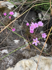 Oxalis polyphylla pentaphylla