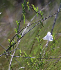 Calystegia sepium limnophila