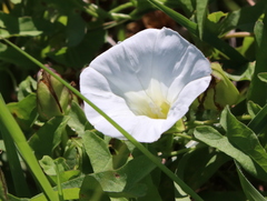 Calystegia sepium limnophila