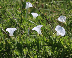 Calystegia sepium limnophila