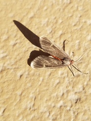 Euchaetes zella