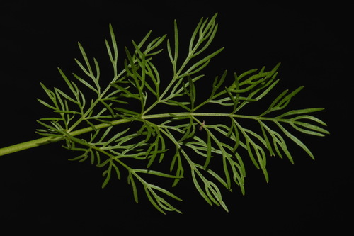 Image of Bifora americana by (c) Brian Finzel, some rights reserved (CC BY-SA)