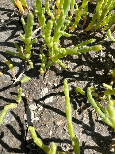 Utah swampfire (Sarcocornia utahensis)