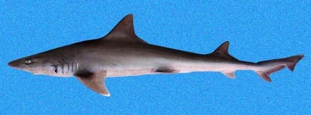 Sicklefin Smoothhound