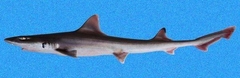 Sicklefin Smoothhound photo 2