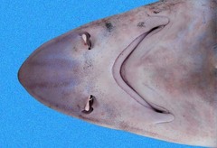 Sicklefin Smoothhound photo 3