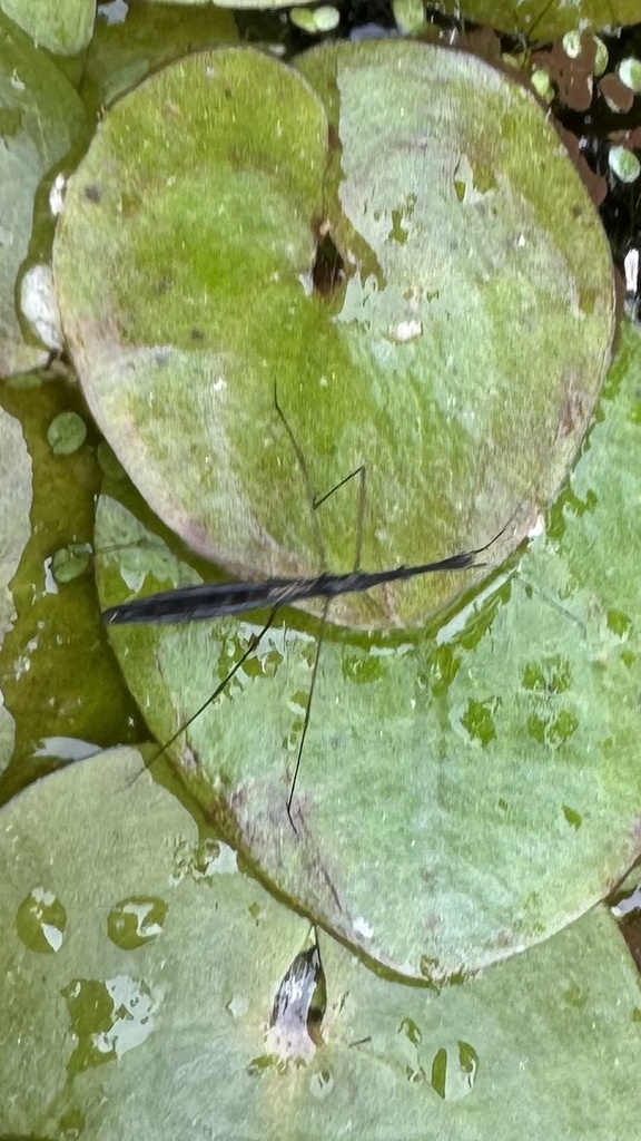 Common Water Measurer from Natural History Museum, London, England, GB ...