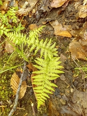 Athyrium
