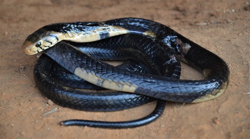 Forest Cobra