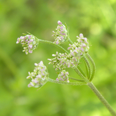 Field Hedge Parsley (Torilis arvensis)