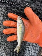 Ruffe photo 5