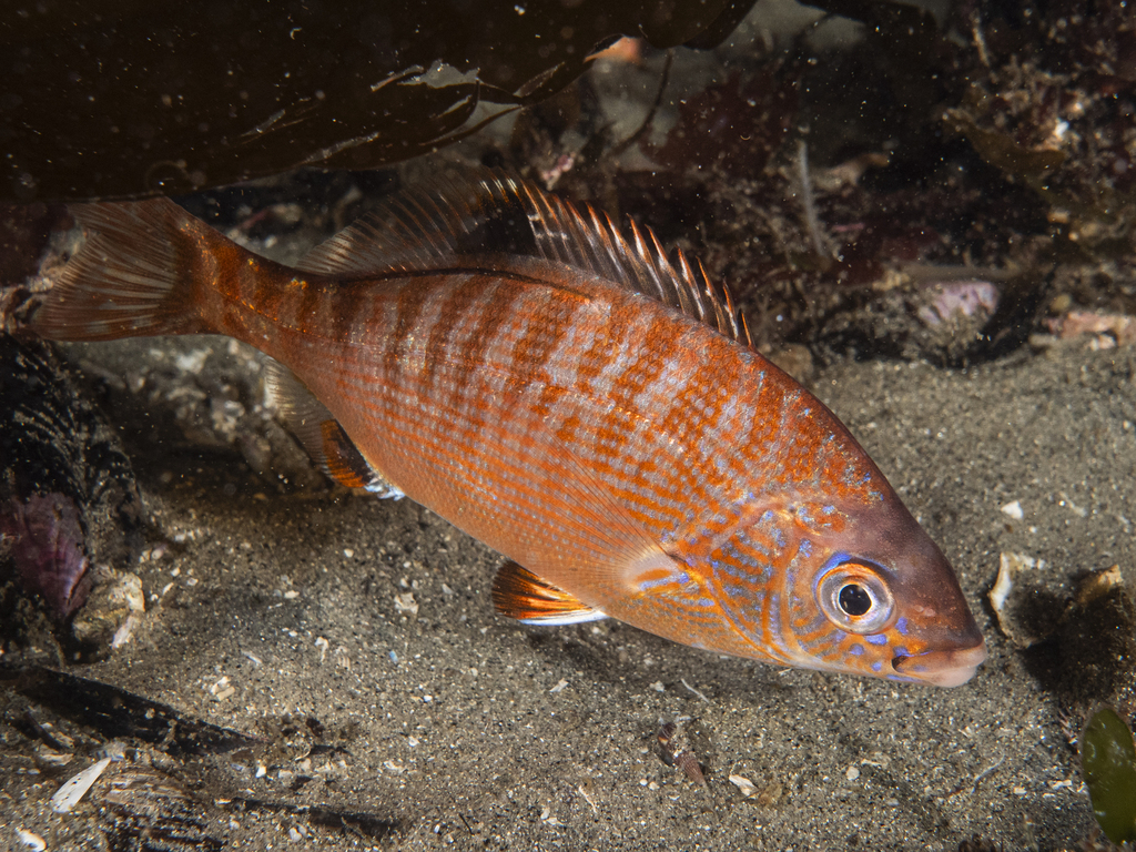 Rainbow Seaperch