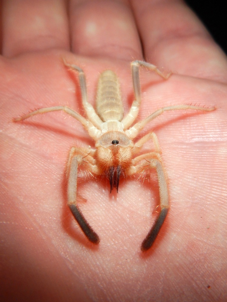 Eremorhax magnellus