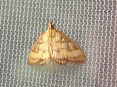 Crocidophora tuberculalis