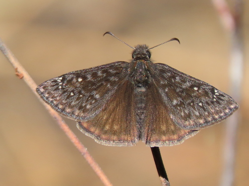 Propertius Duskywing