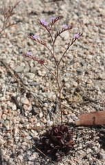 Limonium duriusculum
