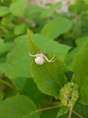 Misumena vatia