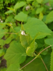 Misumena vatia
