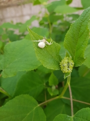 Misumena vatia