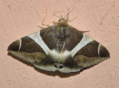 Bastilla crameri