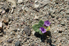 Phacelia calthifolia