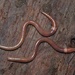 Rustic Jumping Worm - Photo (c) thirty_legs, some rights reserved (CC BY-NC)