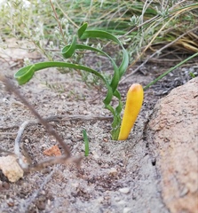 Apodolirion macowanii