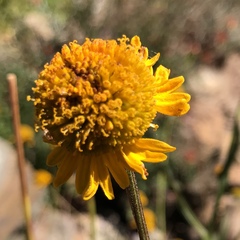 Helenium bigelovii