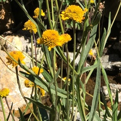 Helenium bigelovii